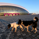 Illustration for article titled The Dogs Of Sochi